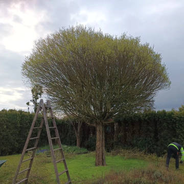 trädgårdsskötsel malmö
